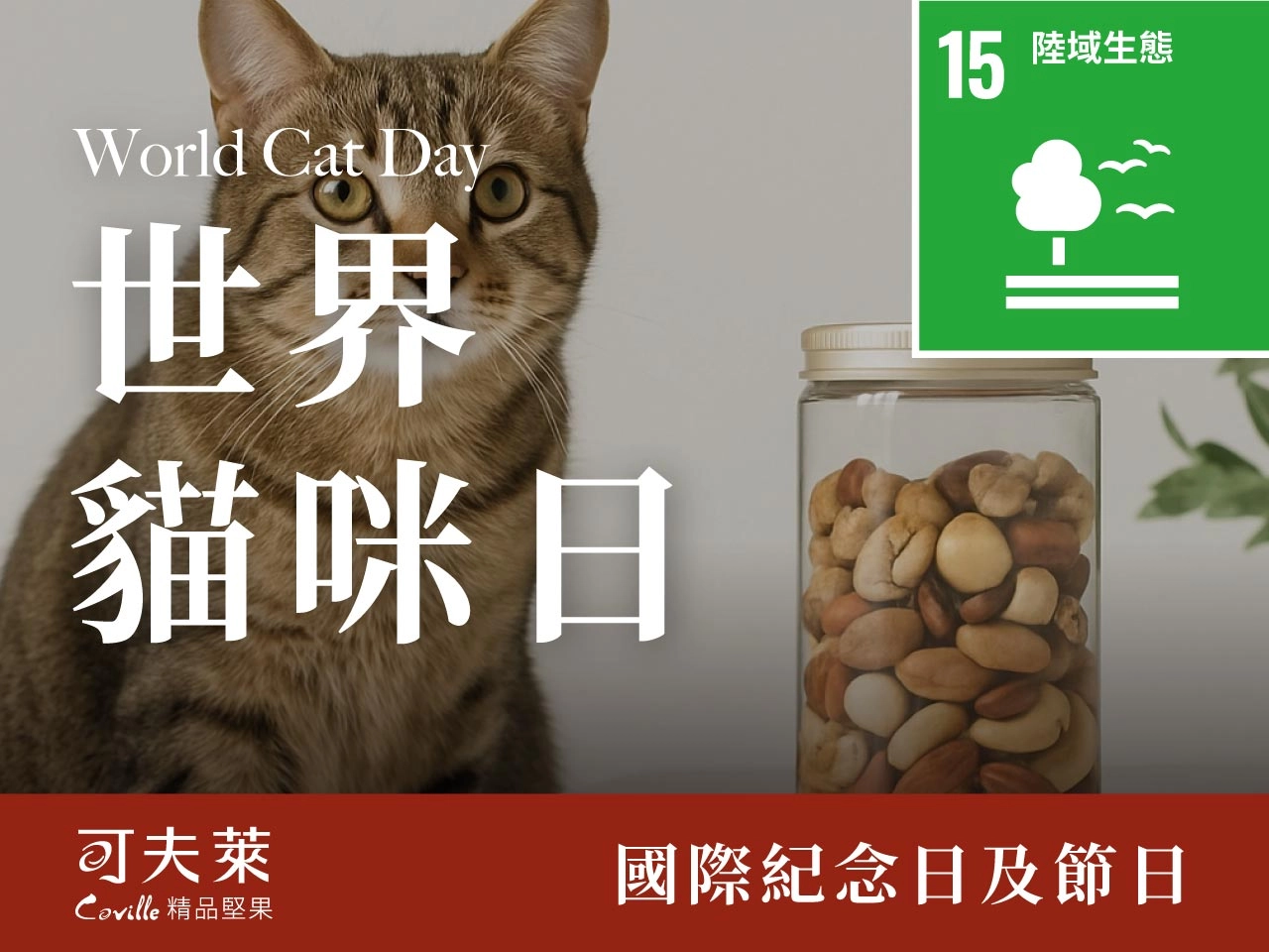 世界貓咪日,貓咪可以吃堅果嗎?,貓咪,堅果