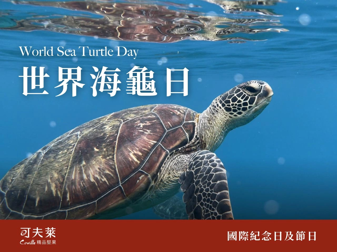 海龜,堅果的力量