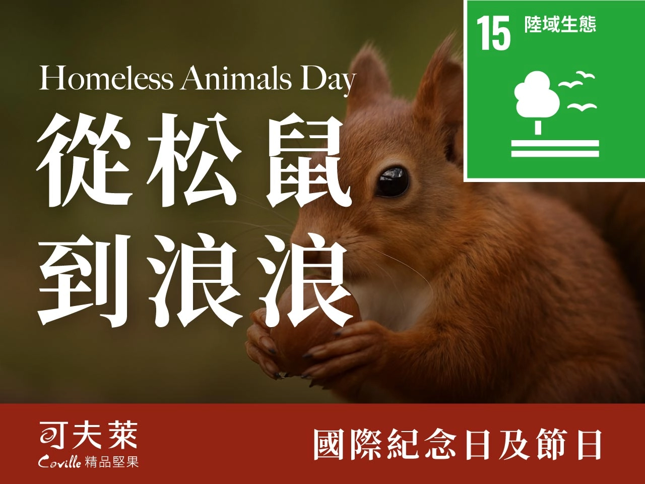 國際流浪動物日